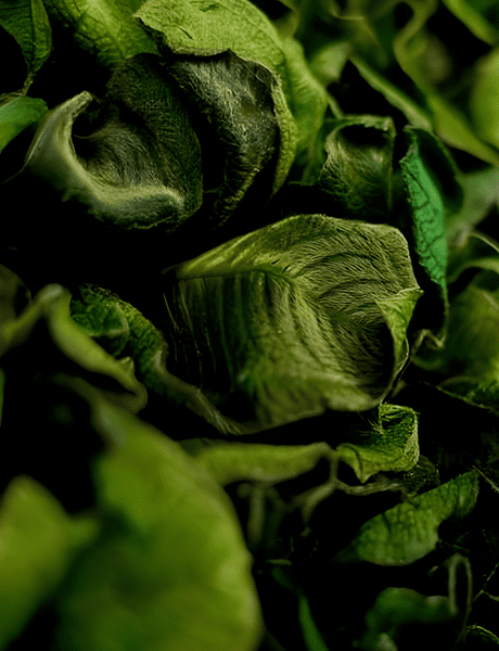 A close up of lettuce leaves on the ground
